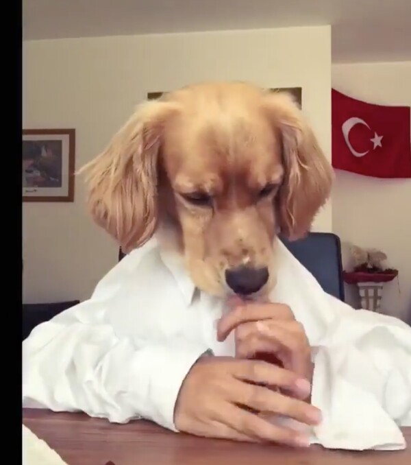 Ένας Τούρκος σκύλος ανησυχεί για την πτώση της λίρας