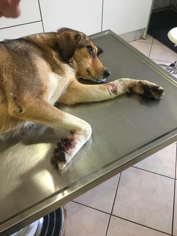 Πυροβόλησαν σκύλο σε χωριό της Θεσπρωτίας- Το ζώο χτυπήθηκε με πάνω από 300 σκάγια