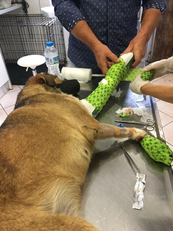 Πυροβόλησαν σκύλο σε χωριό της Θεσπρωτίας- Το ζώο χτυπήθηκε με πάνω από 300 σκάγια