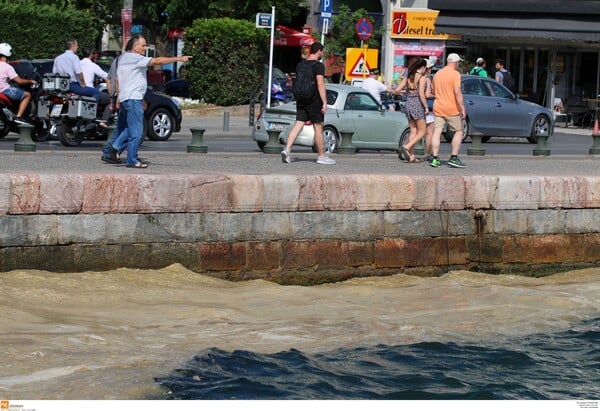 Το δινομαστιγωτό Οστρεόψις ήταν κρυμμένο στη βλεννώδη μάζα του Θερμαϊκού