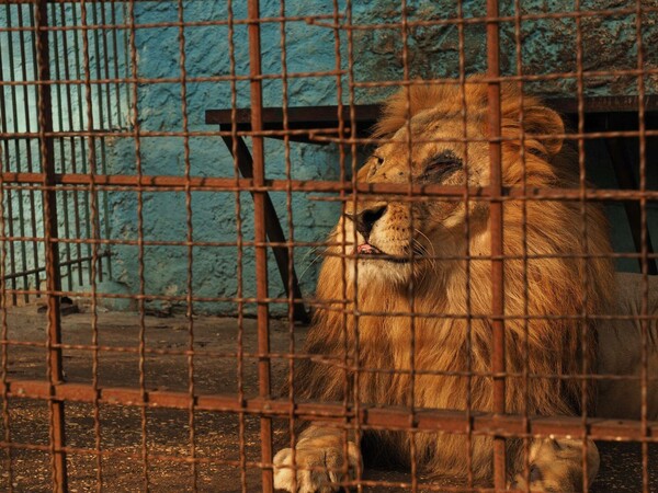 Ζωολογικός κήπος κολαστήριο στην Ευρώπη - Σοκαριστικές εικόνες εξαθλιωμένων ζώων
