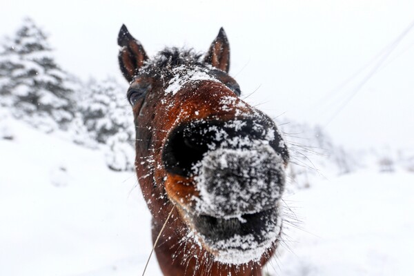 Άγρια άλογα αψηφούν τον χιονιά στα ορεινά της Σαμαρίνας