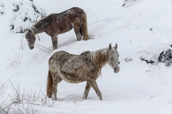 Άγρια άλογα αψηφούν τον χιονιά στα ορεινά της Σαμαρίνας