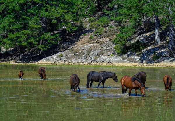 Αγρίνιο: Πυροβόλησαν και σκότωσαν προστατευόμενα άγρια άλογα