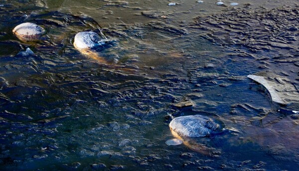 Σπάνιο φαινόμενο - Πώς οι αλιγάτορες επιβιώνουν στον πάγο