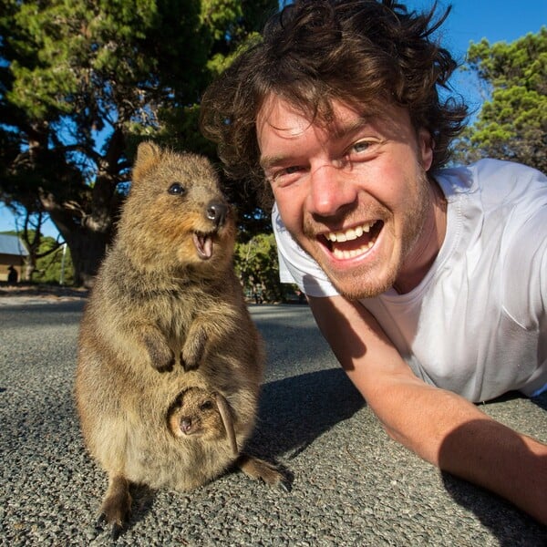 Το quokka είναι το πιο χαρούμενο ζώο στον κόσμο