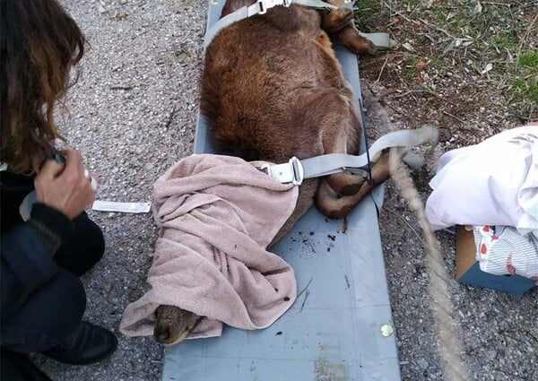 Πυροσβέστες έσωσαν ελάφι που έπεσε σε όρυγμα στα Άνω Λιόσια