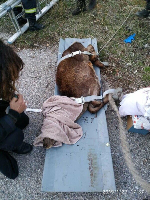 Πυροσβέστες έσωσαν ελάφι που έπεσε σε όρυγμα στα Άνω Λιόσια