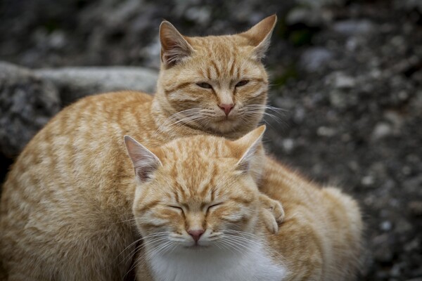 «Cats Project»: Δημιουργείται εμβόλιο για την αλλεργία στις γάτες