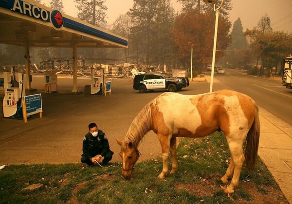 Απανθρακωμένα, πληγωμένα και αβοήθητα - Συγκλονιστικές φωτογραφίες από τα ζώα στη Καλιφόρνια
