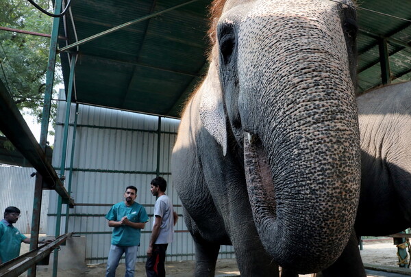 Tο πρώτο νοσοκομείο ελεφάντων της Ινδίας - Ένα μοναδικό καταφύγιο για βασανισμένους γίγαντες