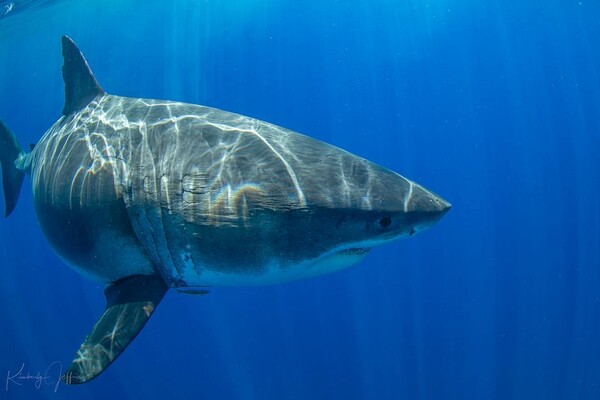 H θηριώδης Big Blue - Σπάνια καταγραφή του μεγαλύτερου λευκού καρχαρία στον κόσμο
