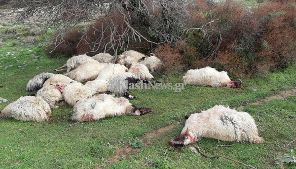 Χανιά: Κεραυνός σκότωσε ένα ολόκληρο κοπάδι από πρόβατα