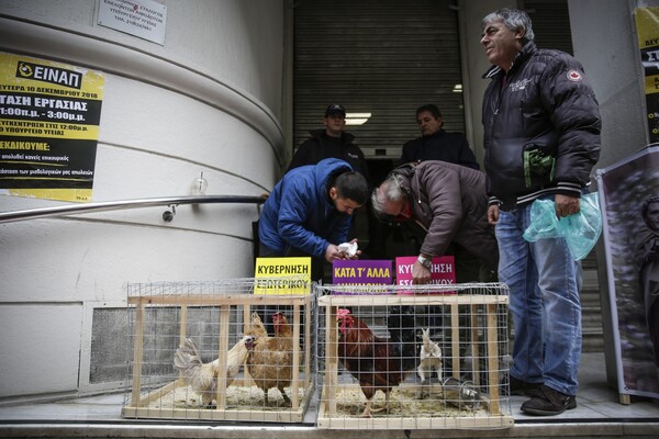 Mε κόκορες και κότες η διαμαρτυρία της ΠΟΕΔΗΝ στο υπουργείο Υγείας