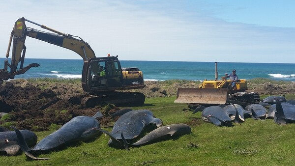 Μαζικός θάνατος - Ακόμη 50 μαυροδέλφινα νεκρά στη Νέα Ζηλανδία