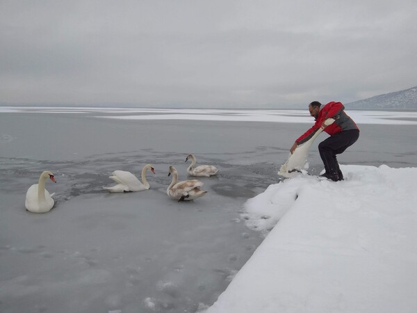 Εθελοντές αψηφούν τον κίνδυνο για να σώσουν παγιδευμένα πουλιά στην παγωμένη λίμνη της Καστοριάς