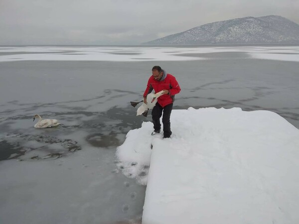 Εθελοντές αψηφούν τον κίνδυνο για να σώσουν παγιδευμένα πουλιά στην παγωμένη λίμνη της Καστοριάς
