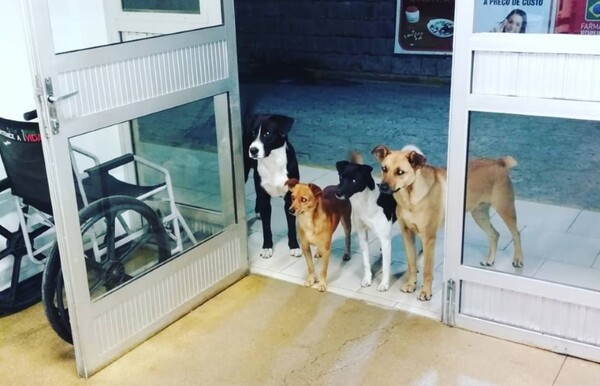 Αυτοί οι αδέσποτοι σκύλοι περίμεναν υπομονετικά έξω από νοσοκομείο για έναν πολύ συγκινητικό λόγο