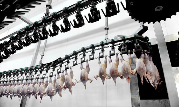 H βαρβαρότητα στα μεγάλα σφαγεία των ΗΠΑ - Πτηνά που παγώνουν μέχρι θανάτου ή βράζονται ζωντανά
