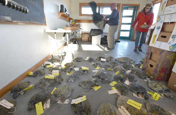 Τρομακτικό φαινόμενο - Δεκάδες χελώνες πάγωσαν ξαφνικά και ξεβράζονται νεκρές στη Νέα Αγγλία