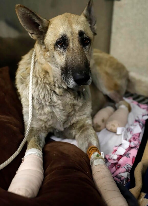 Απανθρακωμένα, πληγωμένα και αβοήθητα - Συγκλονιστικές φωτογραφίες από τα ζώα στη Καλιφόρνια