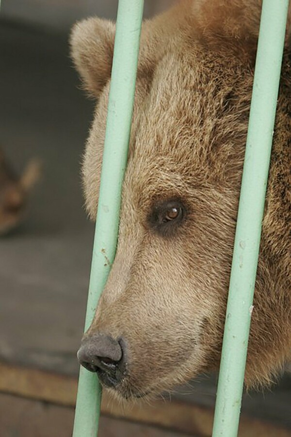 Αρκούδα εκτίει ισόβια σε φυλακή μαζί με βαρυποινίτες - «Καταδικάστηκε» για επίθεση σε δυο ανθρώπους