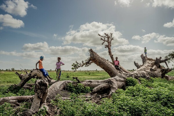 Μπαομπάμπ: Ο ξαφνικός θάνατος του πιο θαυμάσιου δέντρου