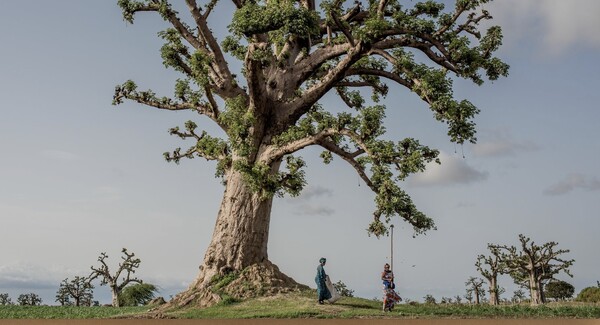 Μπαομπάμπ: Ο ξαφνικός θάνατος του πιο θαυμάσιου δέντρου