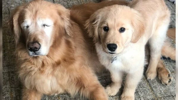 O τυφλός σκύλος που απέκτησε κουτάβι οδηγό - και έναν αχώριστο φίλο
