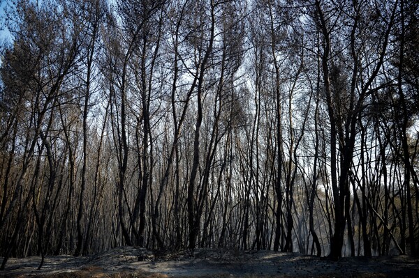 Το καμένο δάσος της Στροφυλιάς - Τεράστια οικολογική καταστροφή και εικόνες που προκαλούν θλίψη
