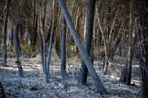 Το καμένο δάσος της Στροφυλιάς - Τεράστια οικολογική καταστροφή και εικόνες που προκαλούν θλίψη