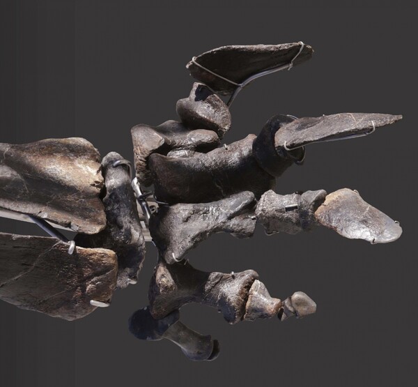 Στο «σφυρί» δεινόσαυρος 155 εκατομμυρίων ετών