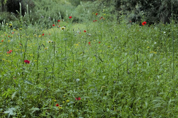 Πρωινό Πρωτομαγιάς στον Διομήδειο Κήπο