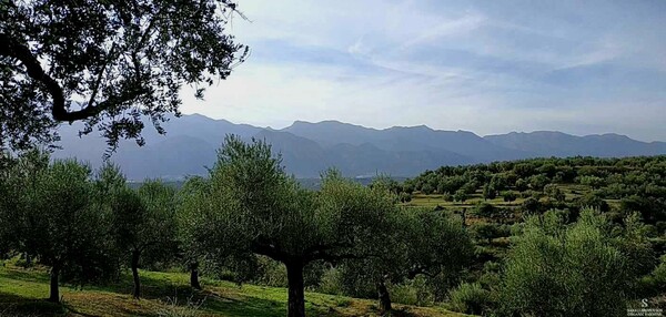 Μοναδικό ρεκόρ από Έλληνα ελαιοπαραγωγό - Έχει κερδίσει 100 διεθνή βραβεία