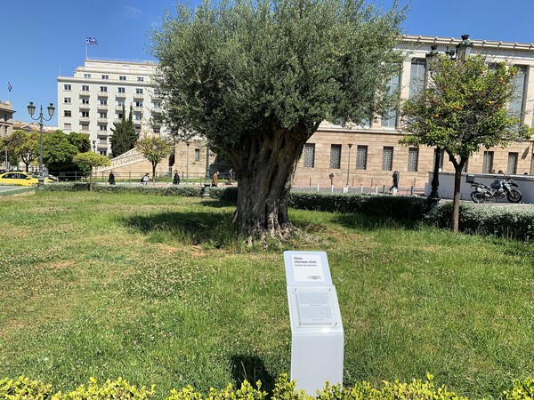 Είναι σίγουρα ελιά; Κοίταξέ την καλύτερα - Μια πολύ σημαντική καμπάνια στα υπεραιωνόβια δέντρα της Αθήνας