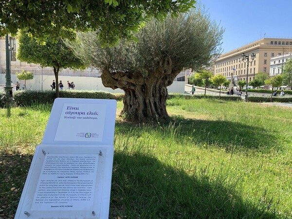 Είναι σίγουρα ελιά; Κοίταξέ την καλύτερα - Μια πολύ σημαντική καμπάνια στα υπεραιωνόβια δέντρα της Αθήνας