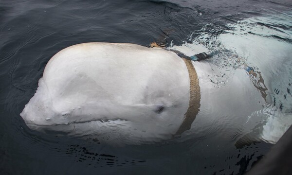 Μυστήριο στη Νορβηγία: Μήπως δεν είναι φάλαινα - κατάσκοπος η αρσενική μπελούγκα