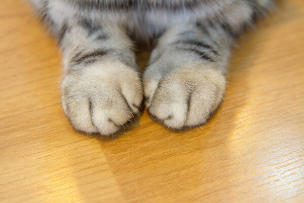 Πολλοί Αμερικανοί αφαιρούν τα νύχια από τις γάτες τους - Η Νέα Υόρκη θέλει να το απαγορεύσει