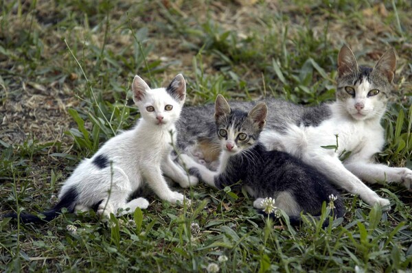 Κτηνωδία στην Κρήτη - «Σούβλισαν» γατάκι τη Μεγάλη Παρασκευή