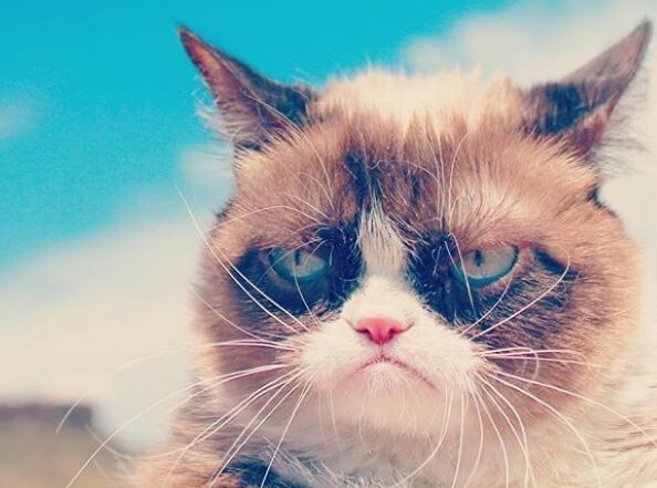 Πέθανε η Grumpy Cat, η διασημότερη γάτα του κόσμου με τη βλοσυρή έκφραση