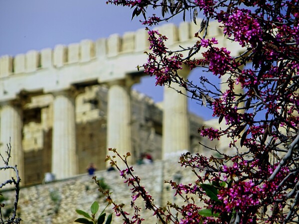 Επιτέλους κανονική άνοιξη - Έρχονται 20άρια από βδομάδα