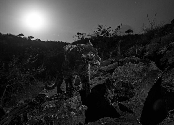 Η μαύρη λεοπάρδαλη - Νέες φωτογραφίες από το σπάνιο πλάσμα που έχει συναρπάσει όλο τον πλανήτη
