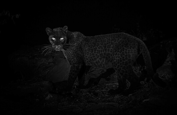 Η μαύρη λεοπάρδαλη - Νέες φωτογραφίες από το σπάνιο πλάσμα που έχει συναρπάσει όλο τον πλανήτη