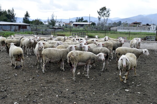 Γρεβενά: Βγάζουν σε ηλεκτρονικό πλειστηριασμό 200 πρόβατα για χρέη στον ΕΦΚΑ