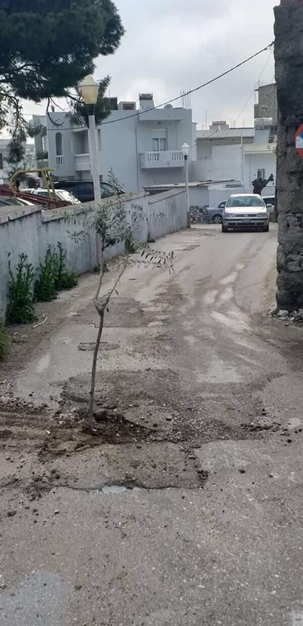 Ρόδος: Φύτεψαν ελιές στις λακκούβες των δρόμων - Έρχονται μπανανιές