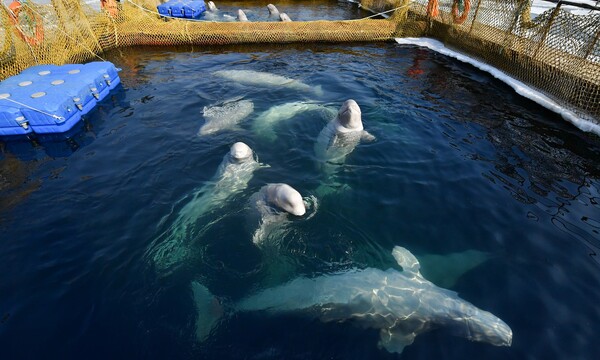 Η Ρωσία απελευθερώνει τις 100 αιχμάλωτες φάλαινες μετά την διεθνή κατακραυγή