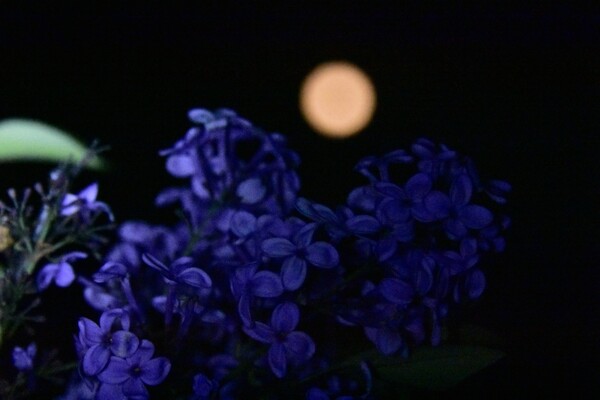 Η «ροζ» Σελήνη ανέτειλε και ταξιδεύει στον νυχτερινό ουρανό