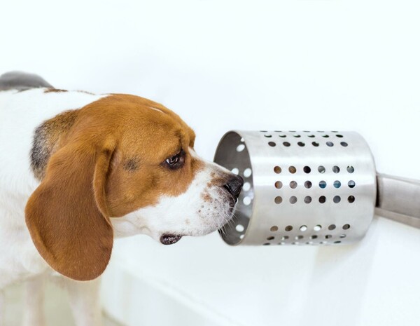 Έρευνα: Οι σκύλοι ανιχνεύουν με τεράστια ακρίβεια τον καρκίνο
