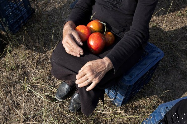 Κάποιες ντοματιές ακούνε Βάγκνερ στον Θεσσαλικό Κάμπο