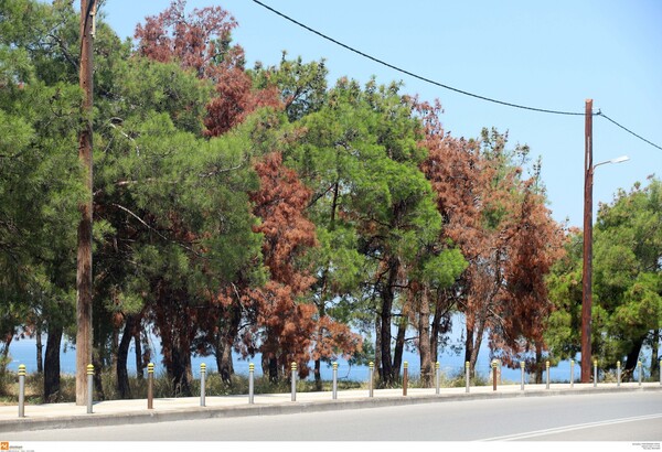 Το φλοιοφάγο έντομο έφτασε στην παραλία Καλαμαριάς - Σοβαρή απειλή για επέκταση